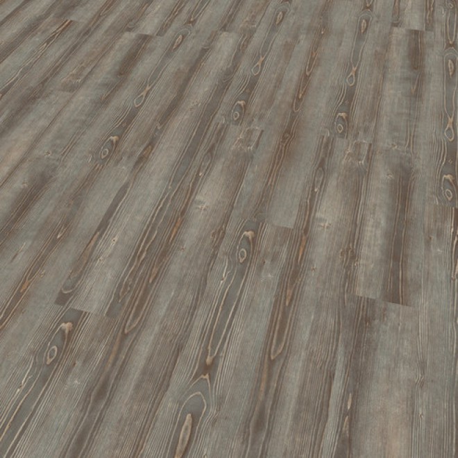 Grey Pine