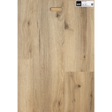Tölgy Ilex